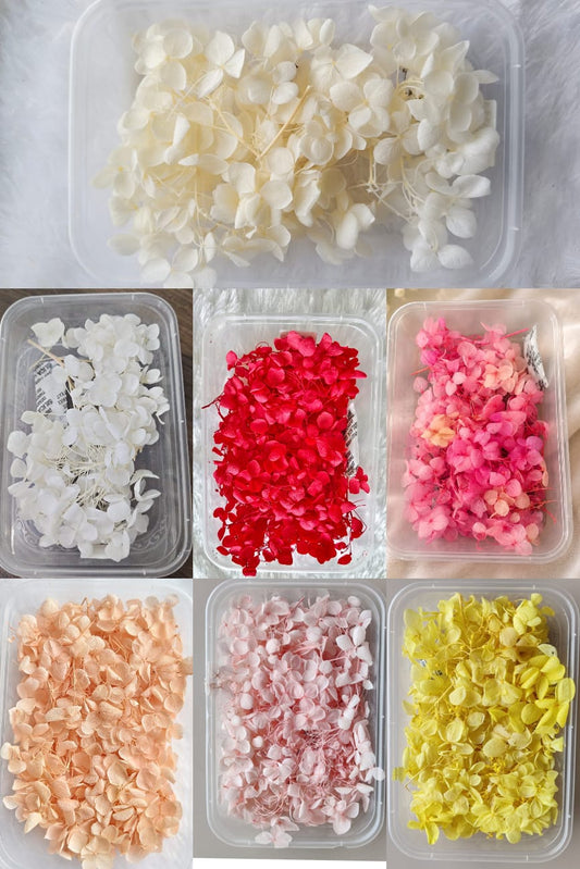 Hydrangea flowers