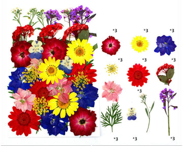 33 In 1 Pressed Flowers - F