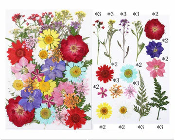 40 In 1 Pressed Flowers mixed - D