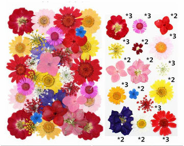 40 In 1 Pressed Flowers mixed - C