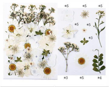 40 In 1 Pressed Flowers white- B