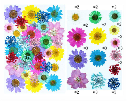 35 In 1 Pressed Flowers - P