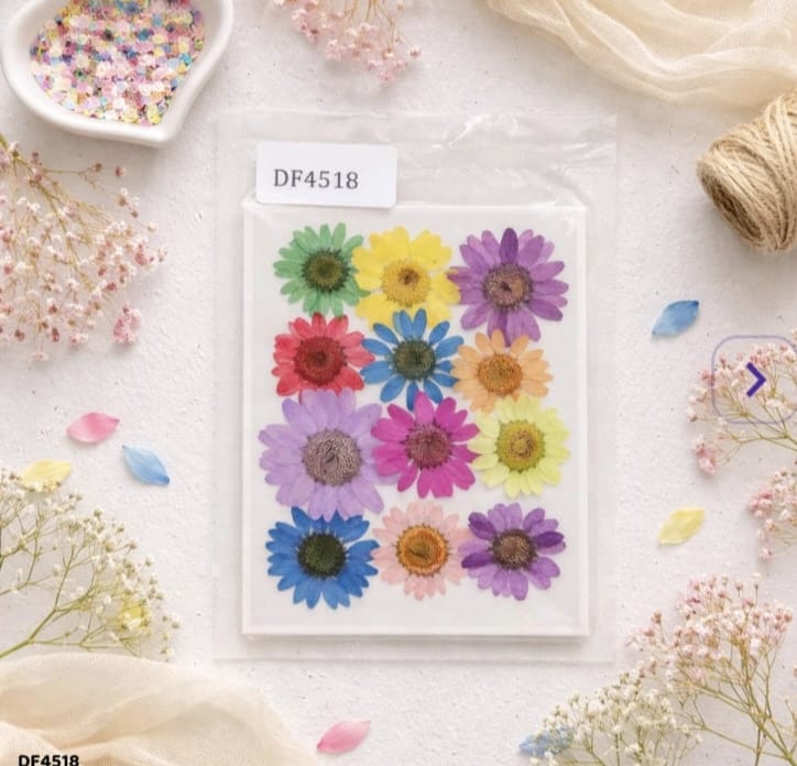 Pressed Flower - Daisy mixed