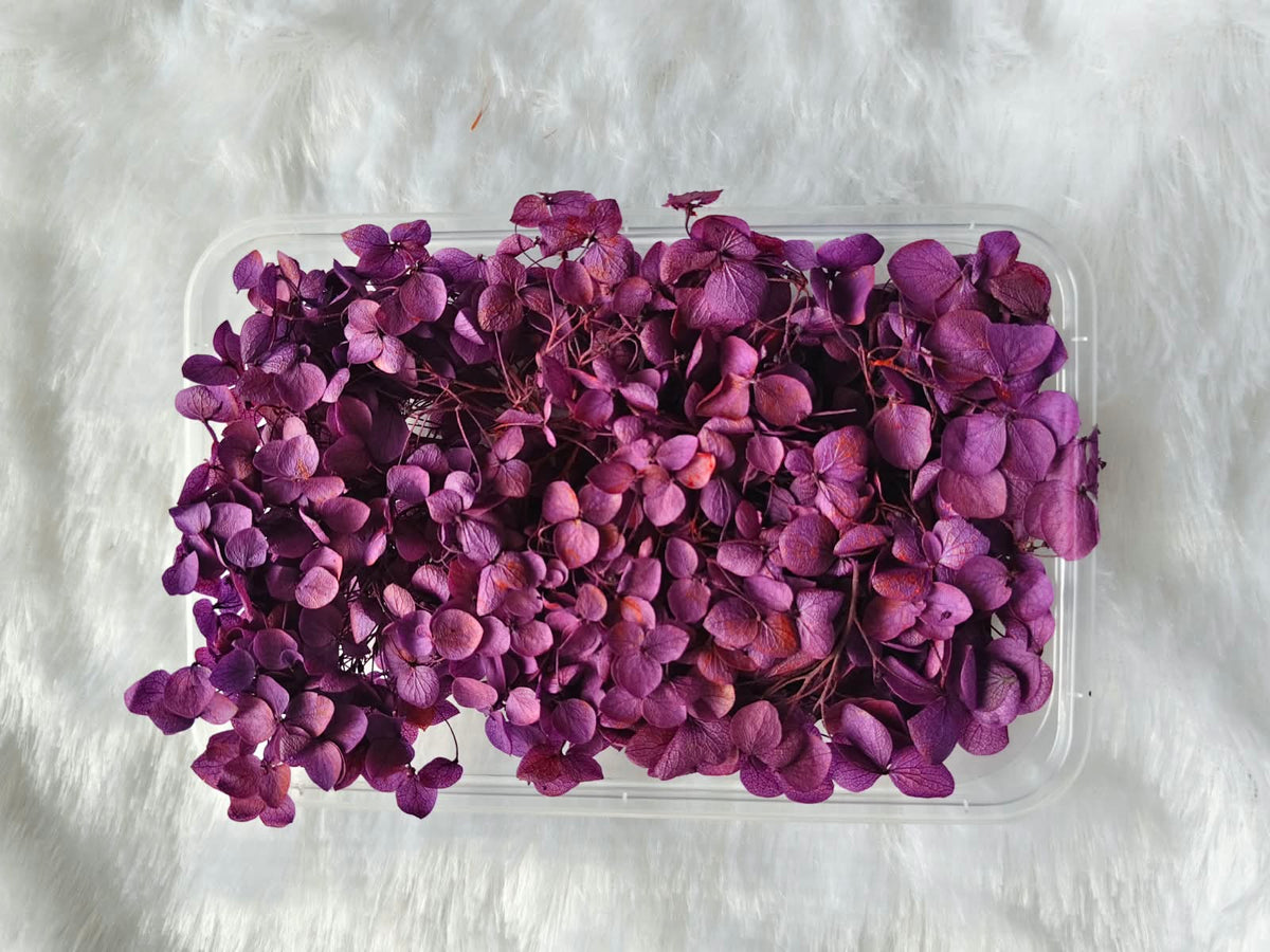 Hydrangea flowers /Dry flower box - Dual tone Purple