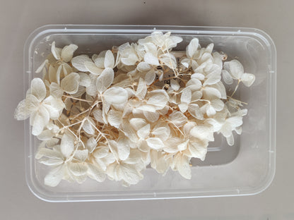 Hydrangea flowers