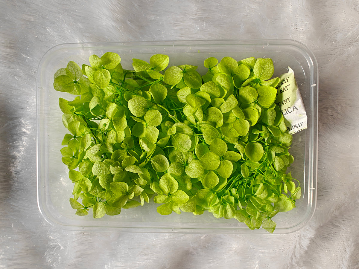 Hydrangea flowers /Dry flower box - Bright green