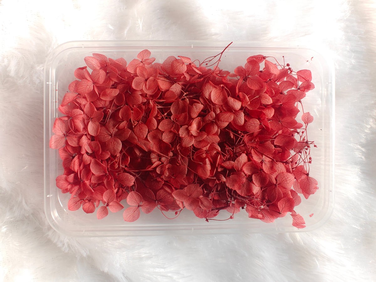 Hydrangea flowers /Dry flower box - Dusty red