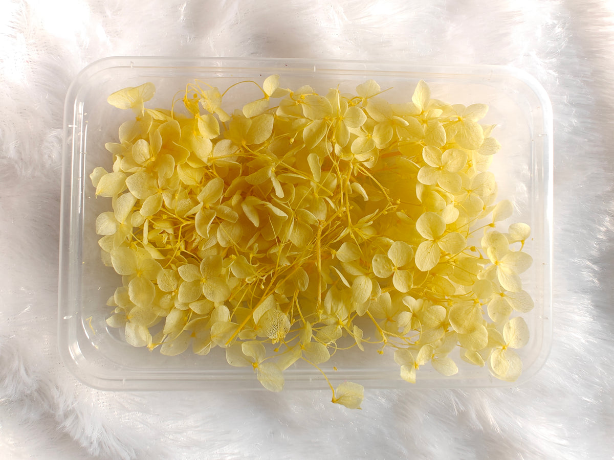 Hydrangea flowers /Dry flower box - Yellow