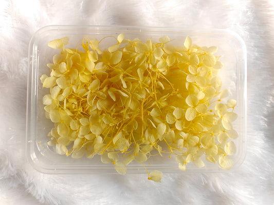 Hydrangea flowers /Dry flower box - Yellow