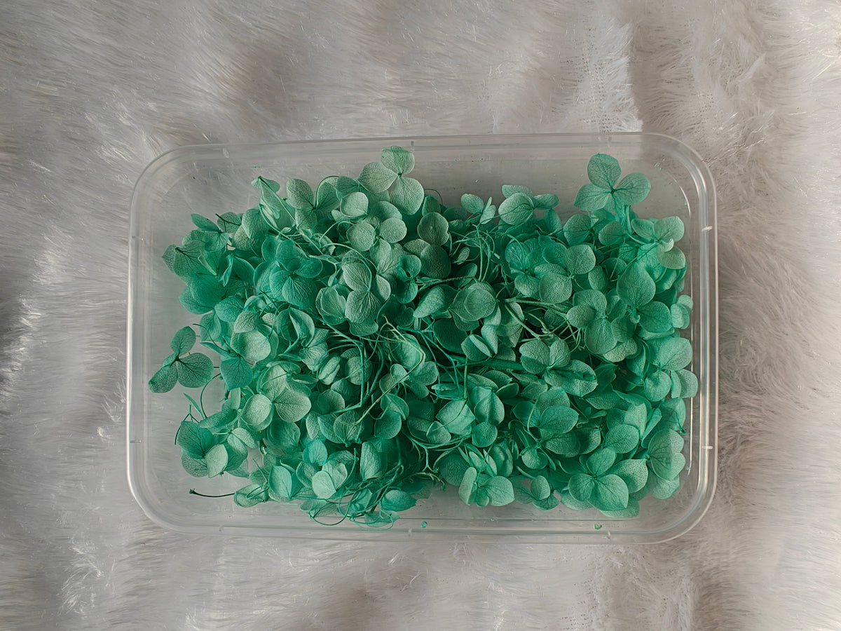 Hydrangea flowers /Dry flower box - Aqua