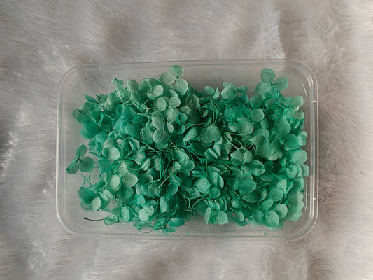 Hydrangea flowers /Dry flower box - Aqua