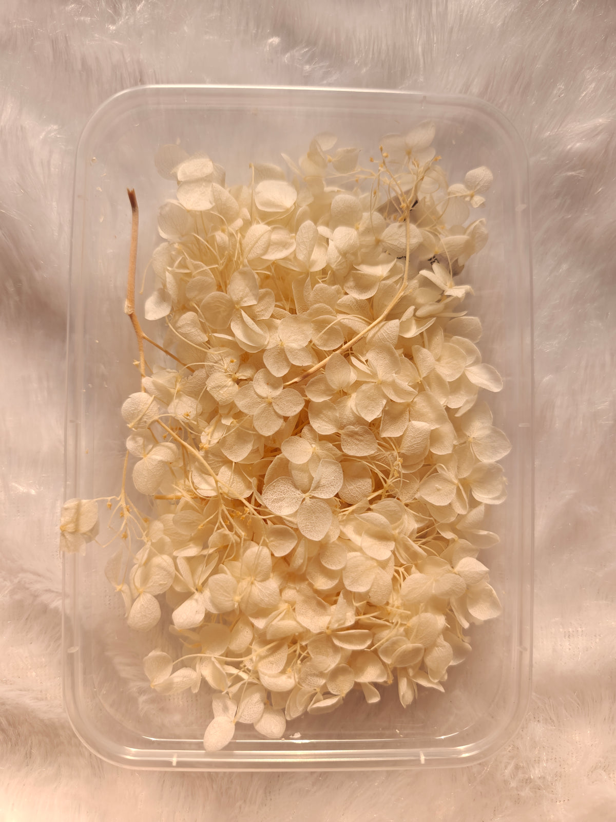 Hydrangea flowers /Dry flower box - Off white