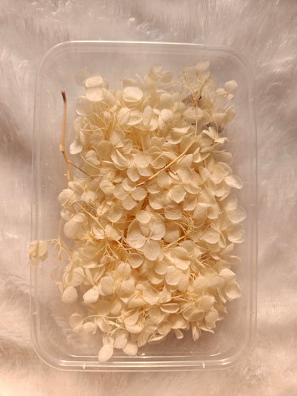 Hydrangea flowers /Dry flower box - Off white