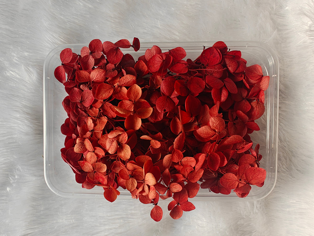 Hydrangea flowers /Dry flower box - Raspberry Red