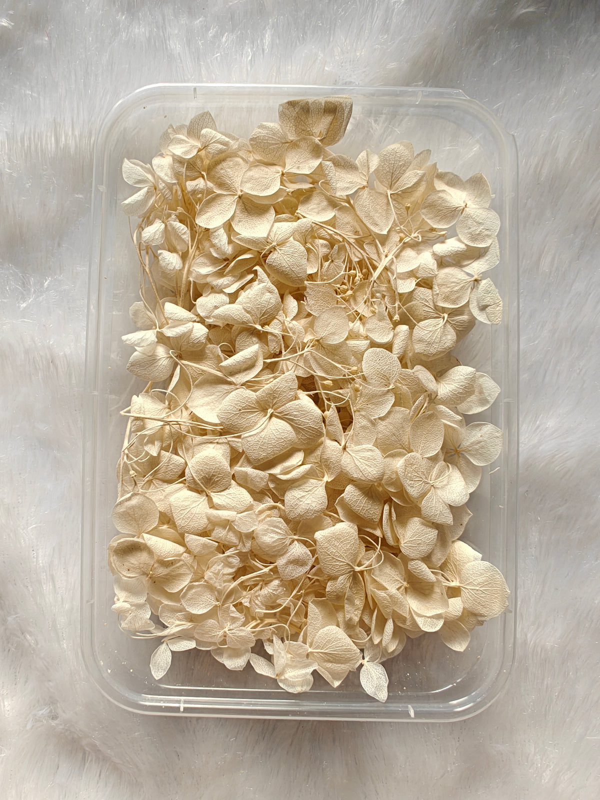 Hydrangea flowers /Dry flower box - Off white