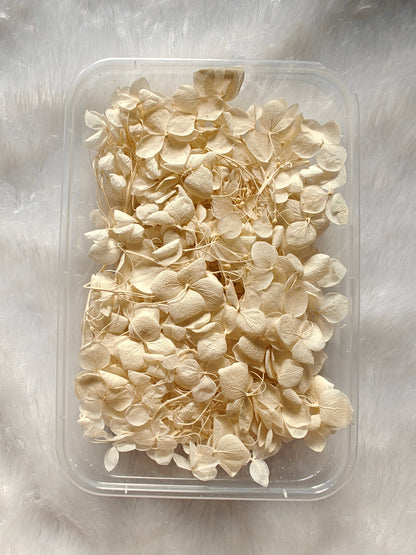 Hydrangea flowers /Dry flower box - Off white