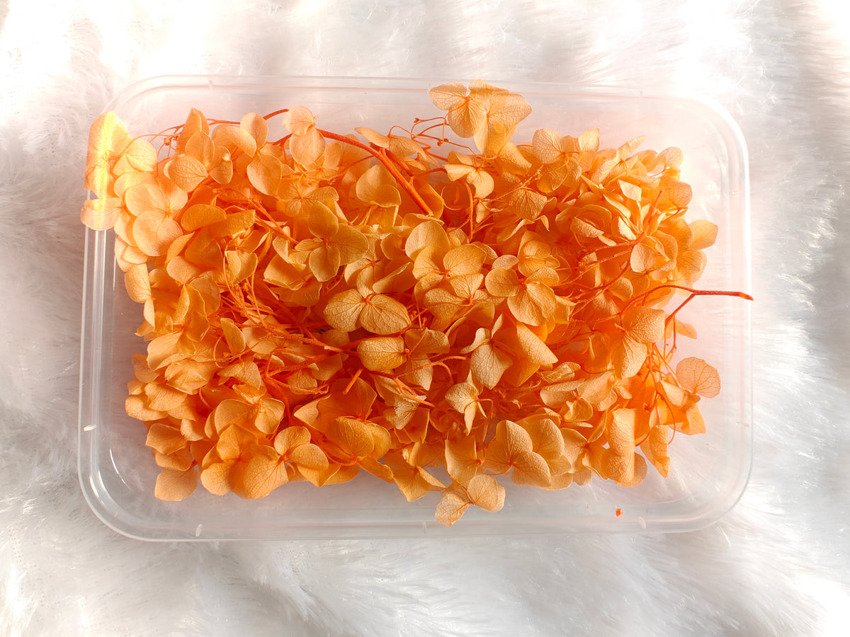 Hydrangea flowers /Dry flower box - Peach orange