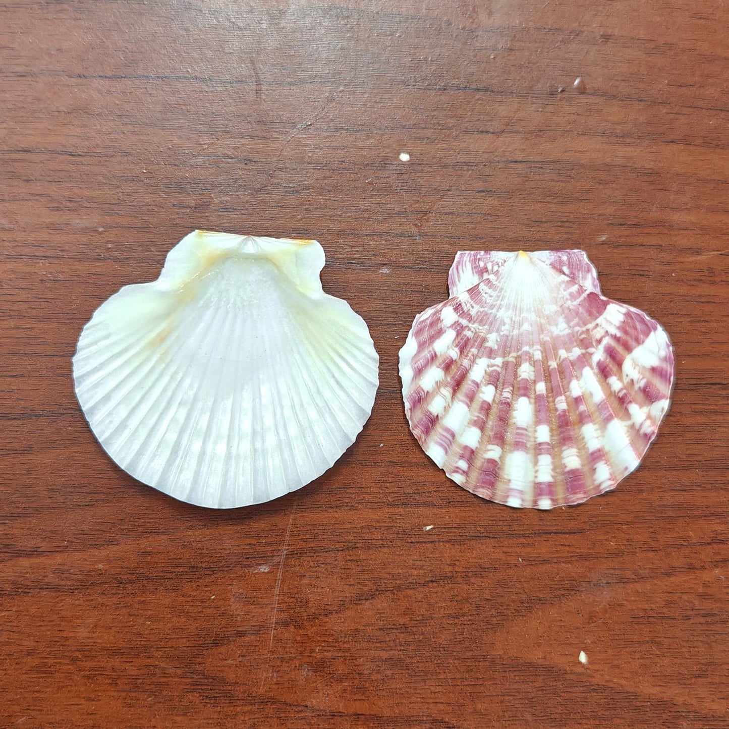 White & colour shell