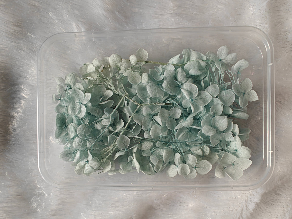 Hydrangea flowers /Dry flower box - light blue