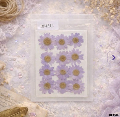 Daisy Pressed Flower - Daisy lavender